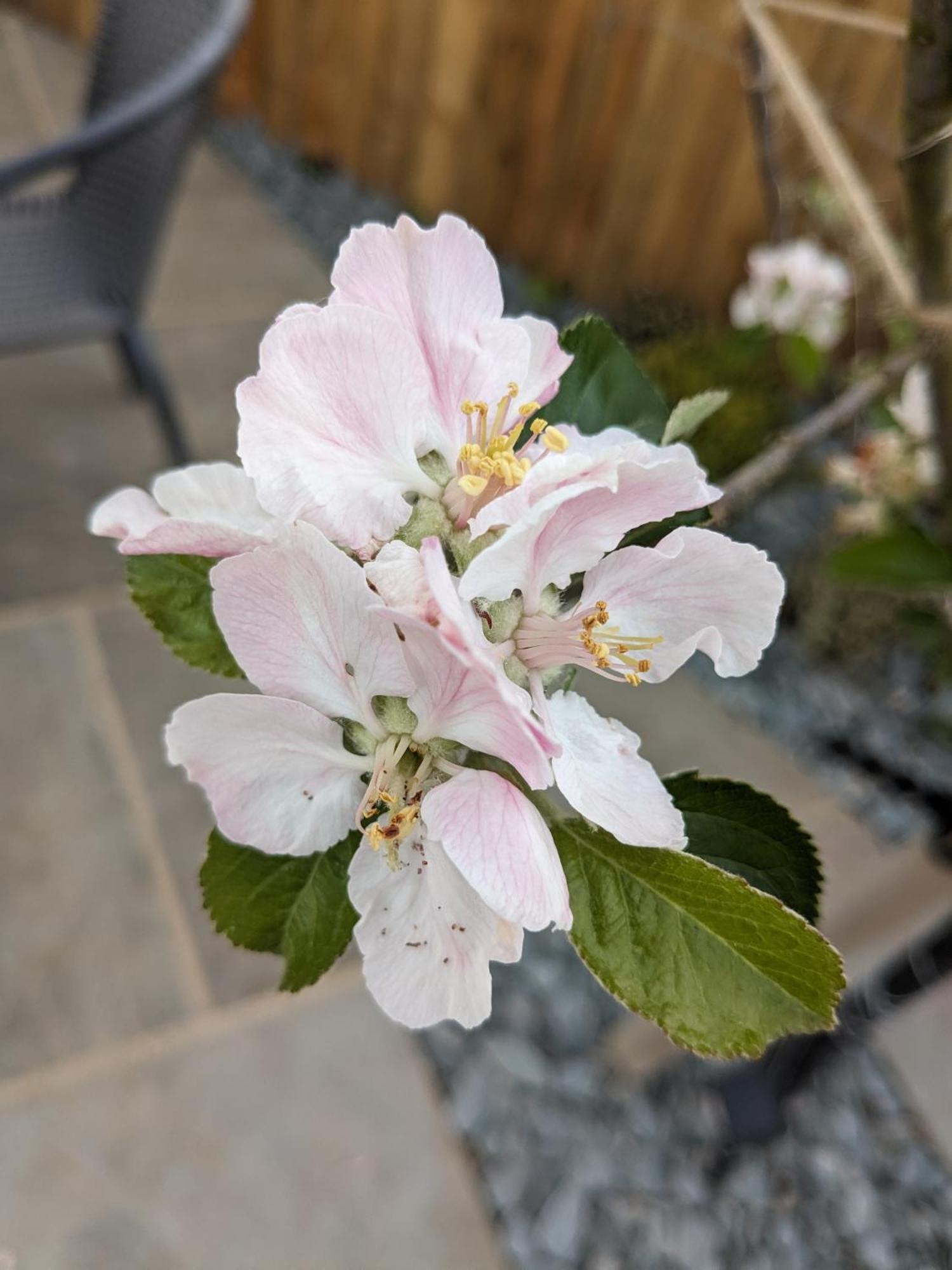 Rosegarth Bed And Breakfast Marton near Pickering Екстериор снимка