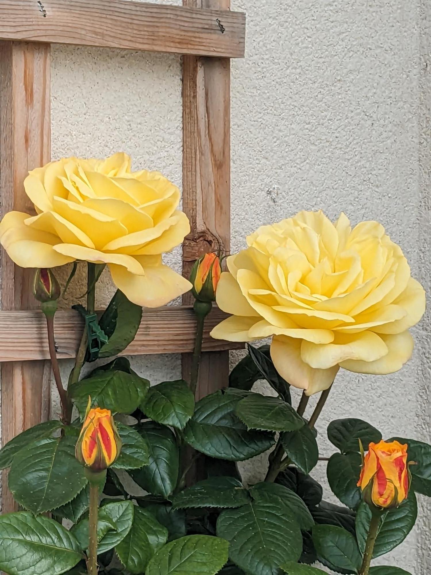 Rosegarth Bed And Breakfast Marton near Pickering Екстериор снимка