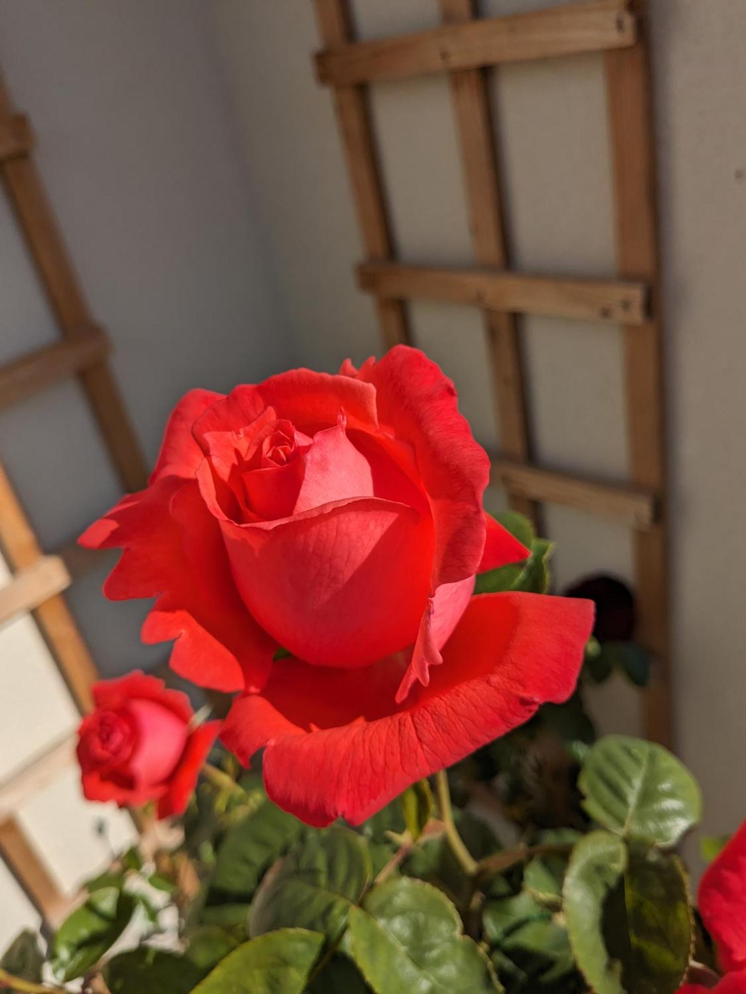 Rosegarth Bed And Breakfast Marton near Pickering Екстериор снимка